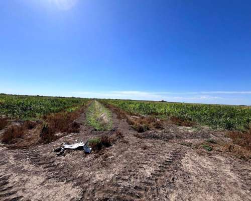 Campo en Venta con Canales de Riego.