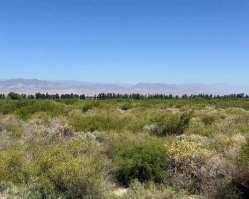 Finca Campo de 22ha en Jocolí, Mendoza.