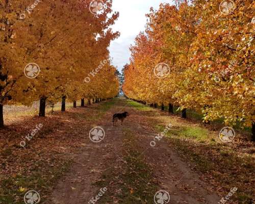 Chacra en Venta de 32 Has en San Pedro. Producción de Kiwi.