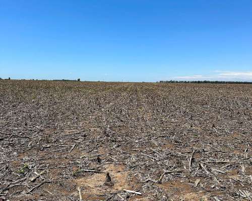 300 Ha en Metileo