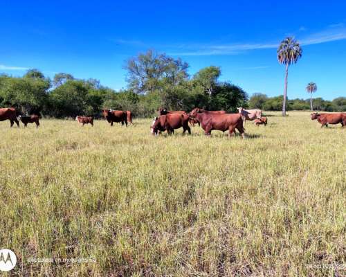Campo Ganadero en Producción Federal E.r.