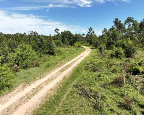 Pcia. de Corrientes - Pago de los Deseos 254 Has