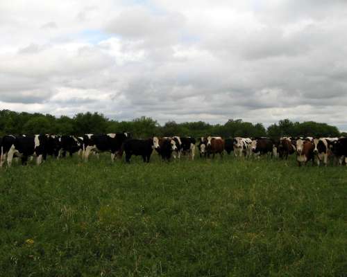 Campo en Alquiler en Suardi, Prov. Santa FE