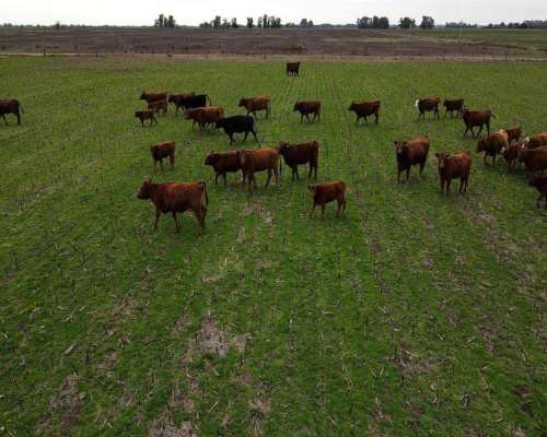 Campo en Venta de 178 Has en las Heras. Agricola