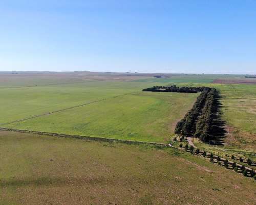 1520 Has Coronel Dorrego, Buenos Aires - Agrícola - Venta