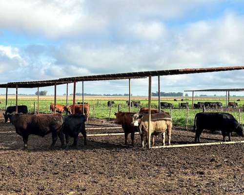Medias Sombras Móviles (sin Iva)
