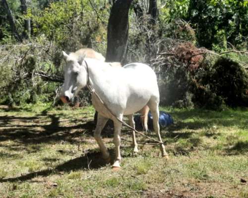 Campo 49 Ha - Fatima - Pilar