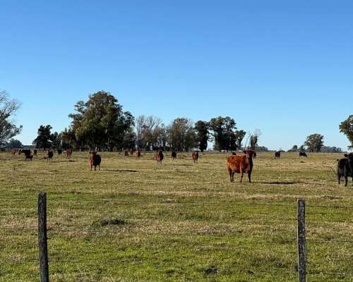 100 Has. Campo en las Heras