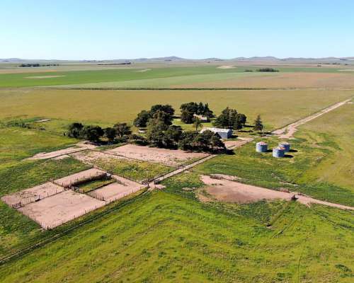 500 Has en Saavedra - BS. AS. - Agrícola - Venta