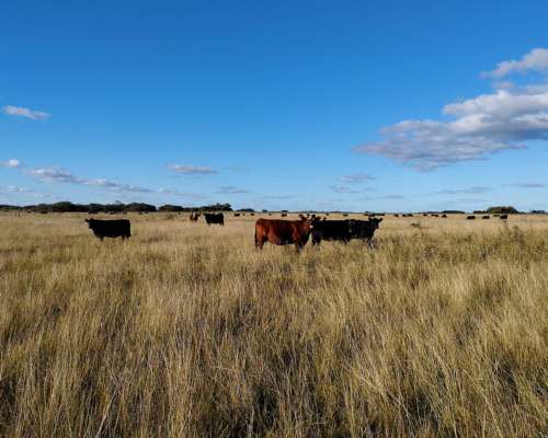 Campo Ganadero en Pipinas (bs. AS) - 881 Has