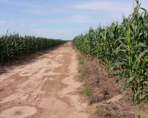 Venta. 2050 Has Agricolas en Almirante Brown (chaco).