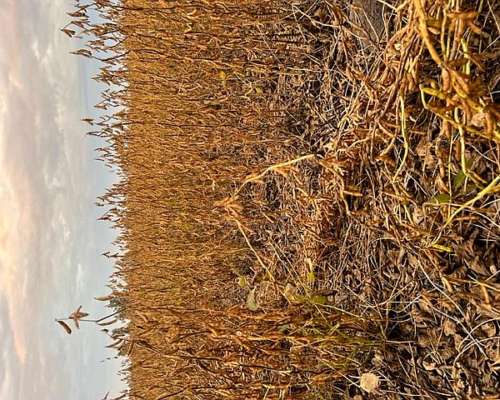 Venta 75 Has Monte Cristo