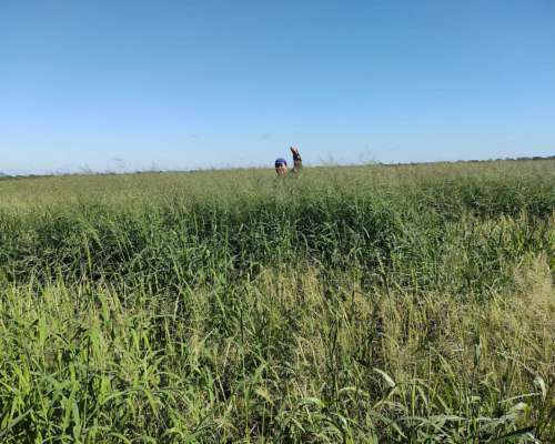 Vendo 1300 Ha en Suncho Corral