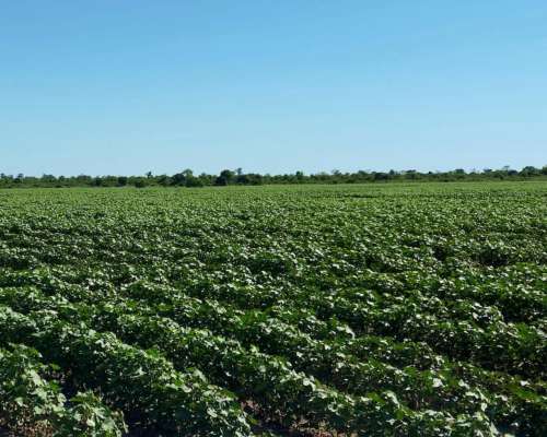 Campo Agricola 589 Has - Tres Isletas Chaco