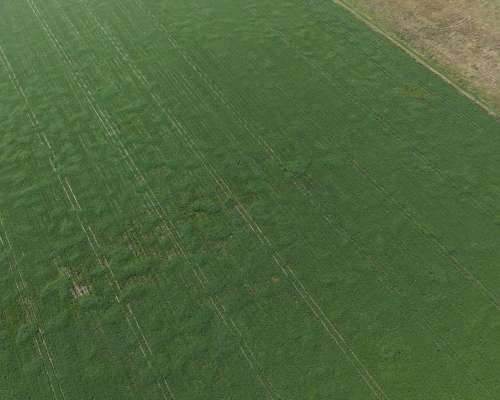 65 HA. Agrícola Optimo. Chovet (santa FE)