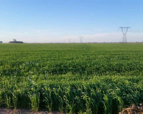 Venta Campo Agrícola. Díaz, Santa FE. 160 HA.