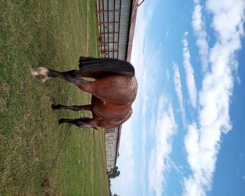Caballo de Andar Útil para el Trabajo