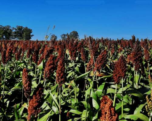 350 Has, con 340 Limpias en Matara Santiago del Estero