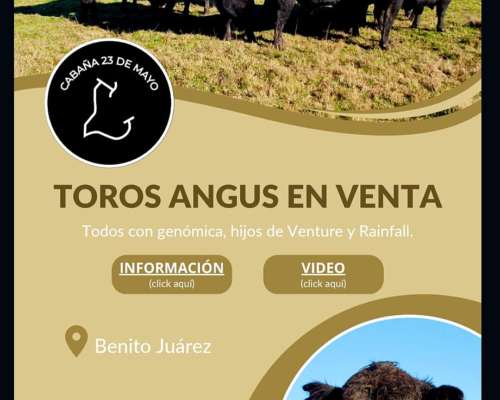 Toros de 2 Años