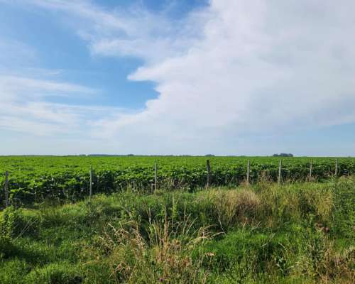 Se Alquila Campo Agricola - las Armas. Ayacucho - Ruta N°2