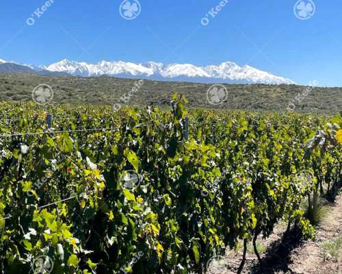 Campo en Venta en Tupungato de 30000 Has - Viñedos de Altura