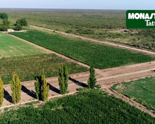 La Escandinava / Mendoza - 1000 Has.