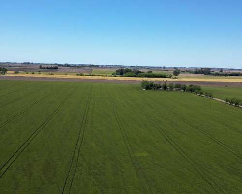 Campo en Venta. 63ha Pergamino