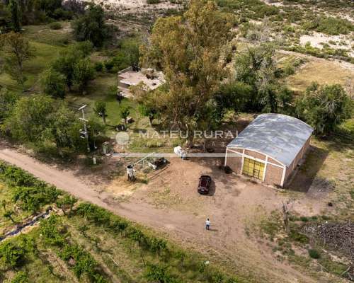 58 Has. Finca con Parrales en Santa Rosa, Mendoza