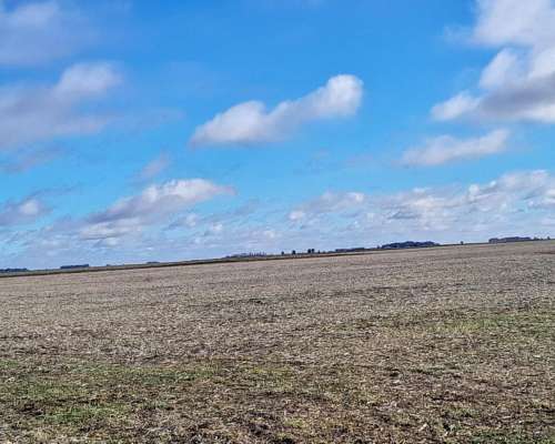 Alquilo 397 Has Maíz, Soja,trigo.,zona 25 de Mayo 800 Kg X H