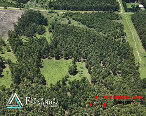 83 Has Forestales a 1 km de Asfalto