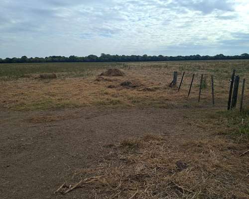 Se Alquilan 48 Ha Agrícolas en Humberto
