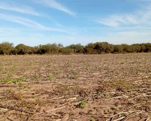 Alquilo Campo en San Luis Zona Juan Llerena