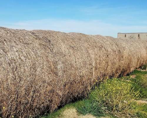 Rollos de Alfalfa Grandes
