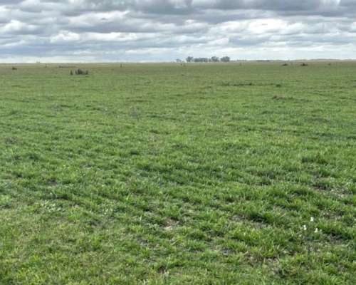 Arrendamiento Pila 65 Kg - 4400 Ha