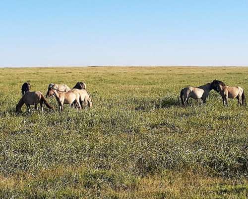 280ha en Venta en Torquints BS AS