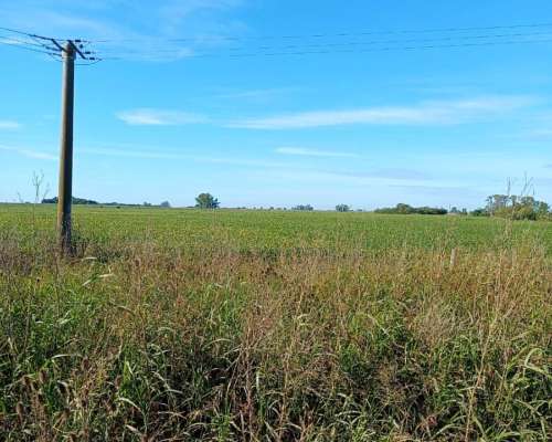 Campo 9 de Julio 880 Has