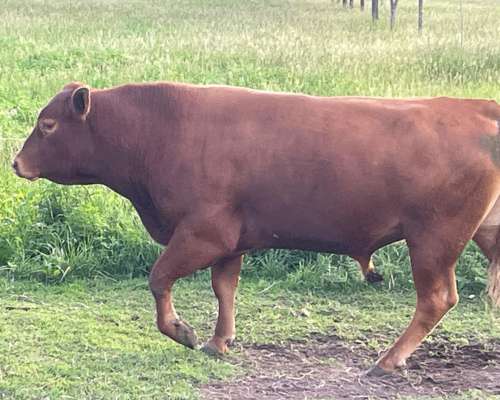 Toros Limangus Colorados Mansos de 2 y 3 Años