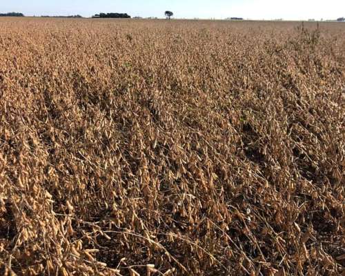 Vendo 82 Has Entre Mugueta y Arminda