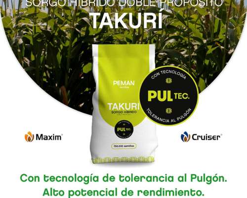 Sorgo DP Takurí Peman