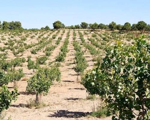 Finca de Pistachos - San Juan -