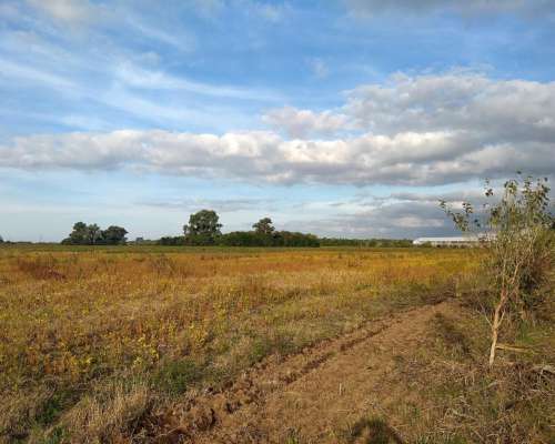 Alvear - 35 Ha - Santa FE