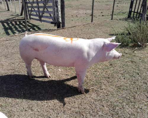 Cachorras Landrace X Yorkshire