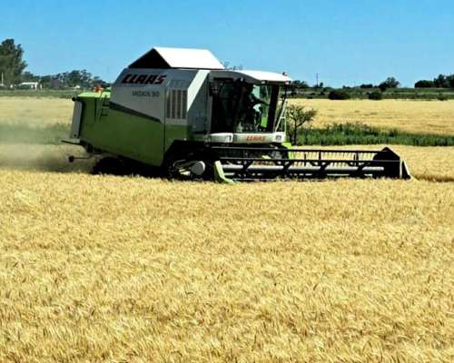 Cosechadora Claas Medion 310