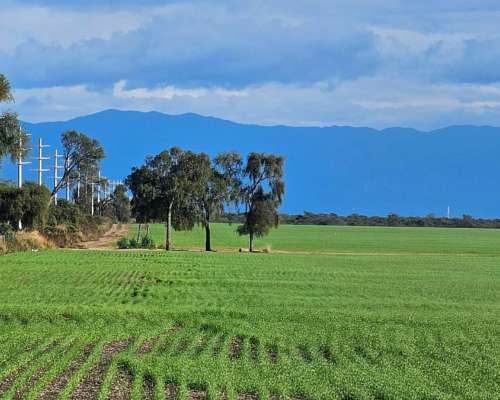 1500 Has. Agrícolas en Lavalle, Santiago del Estero.