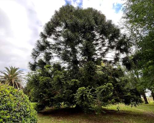 Campo en Antonio Carboni, BS AS.