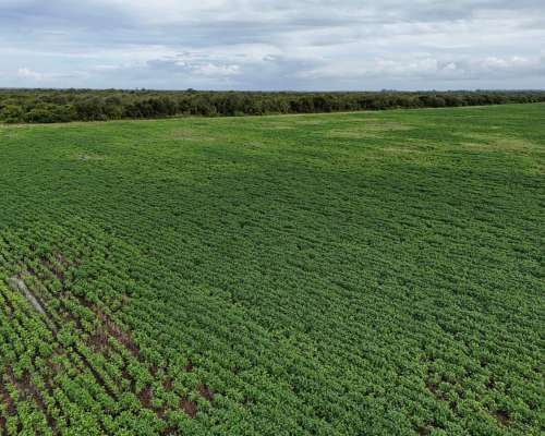 115 Has Aptitud Agrícolas SA Pereira las Colonias Santa FE