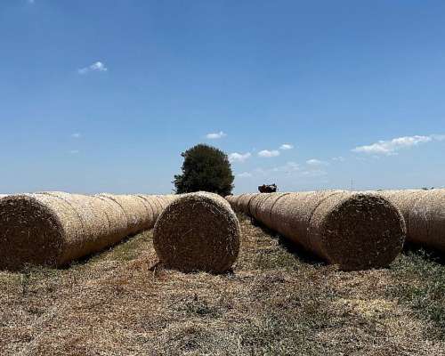 Rollos Paja de Trigo.
