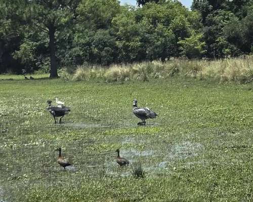 Se Vende Campo de 860 Ha Santo Tomé Corrientes.