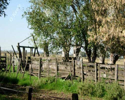 Campo en Venta de 84 Hectareas, la Plata, Ganadero.