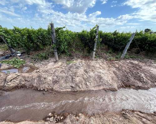 Finca 21.5 Ha en San Roque, Maipú